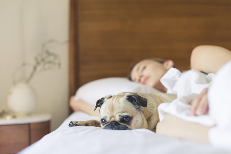 Sova med hund/katt i sängen – Vad tycker du?